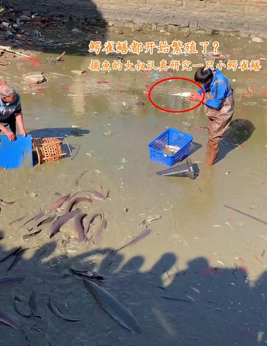 云南板橋水怪最新消息，神秘現(xiàn)象背后的真相探索